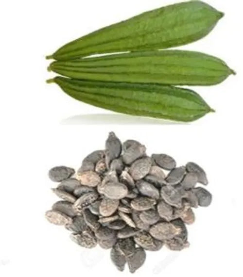 Ridge gourd seed