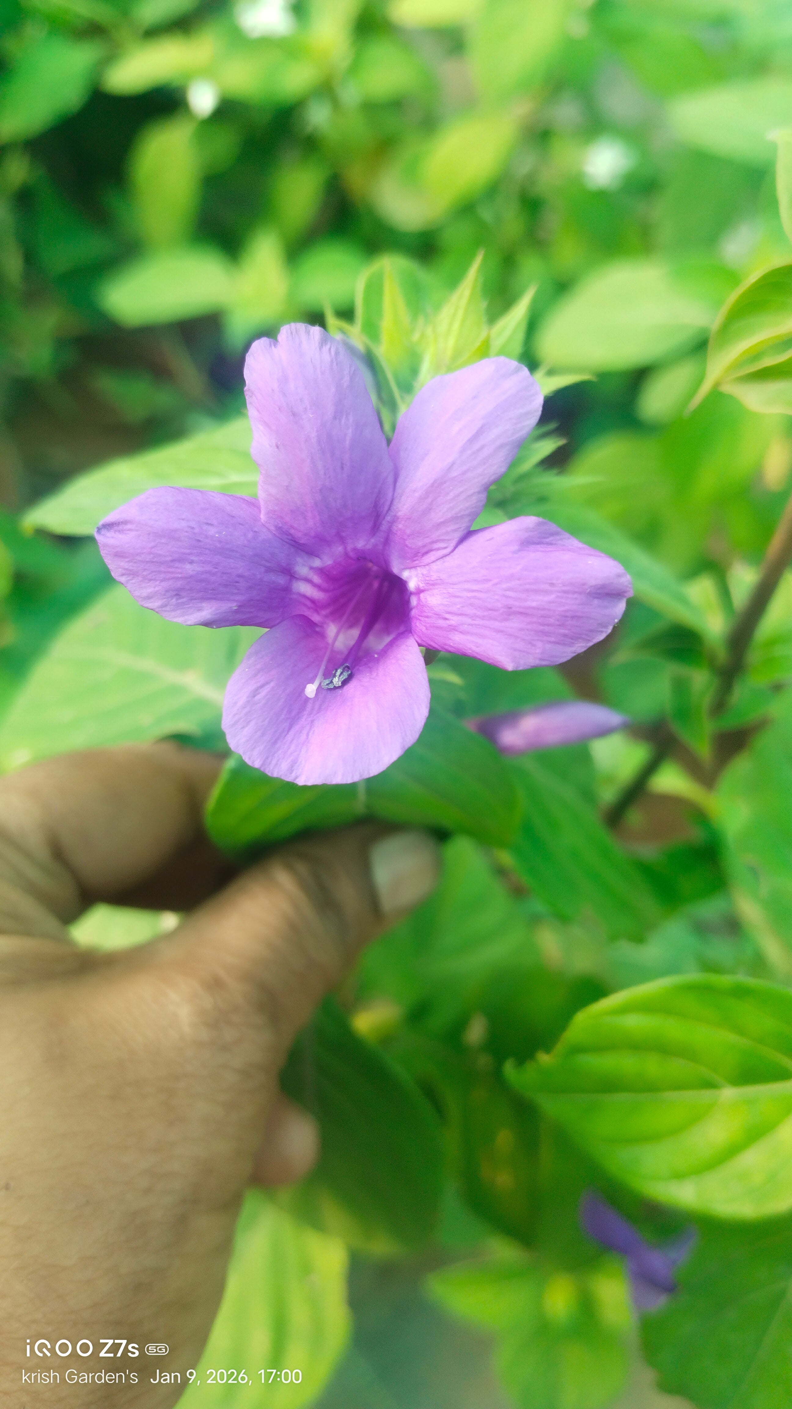 December 10 Colour combo Flowering Plant