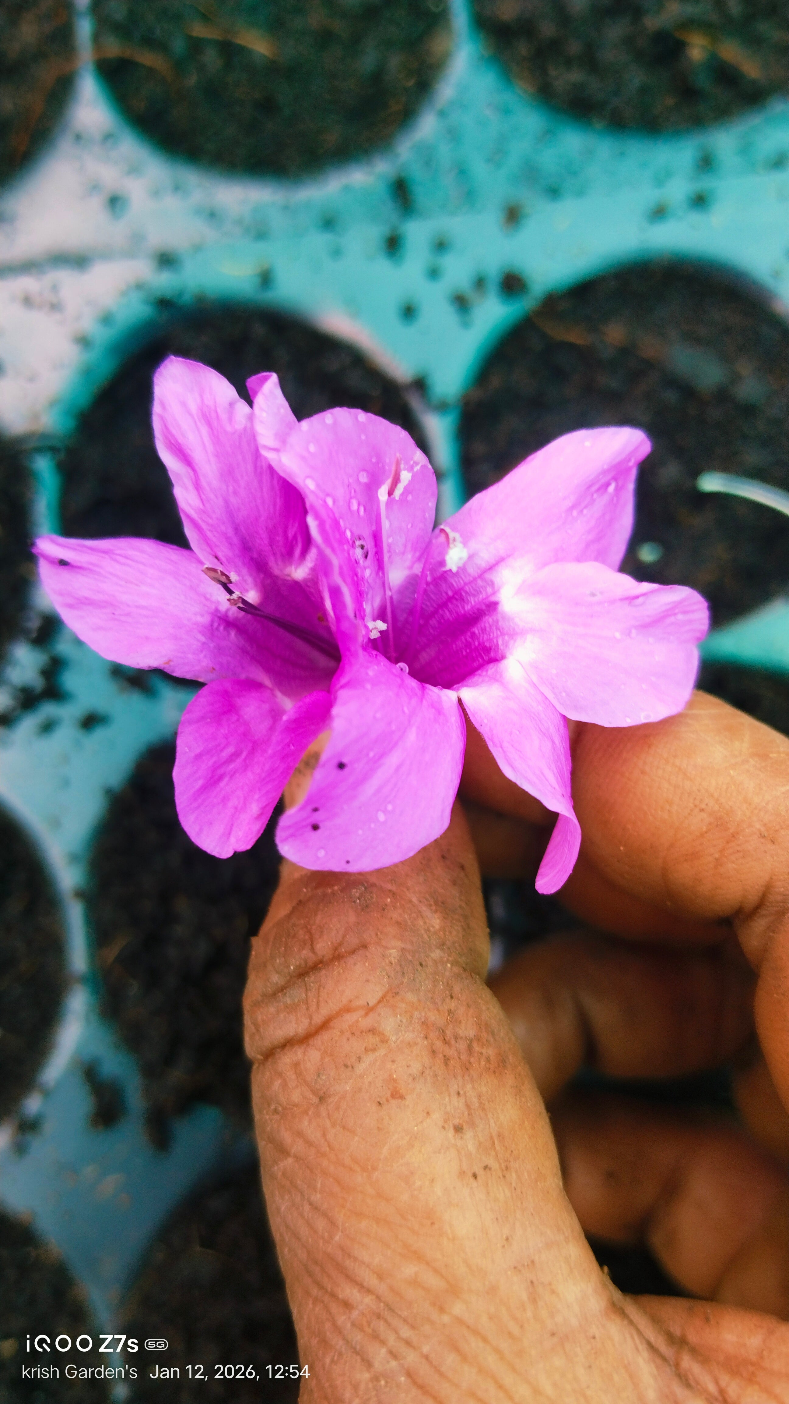 December 10 Colour combo Flowering Plant