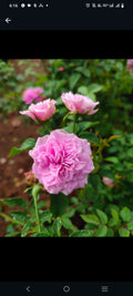Mini Button Panneer Rose Plant