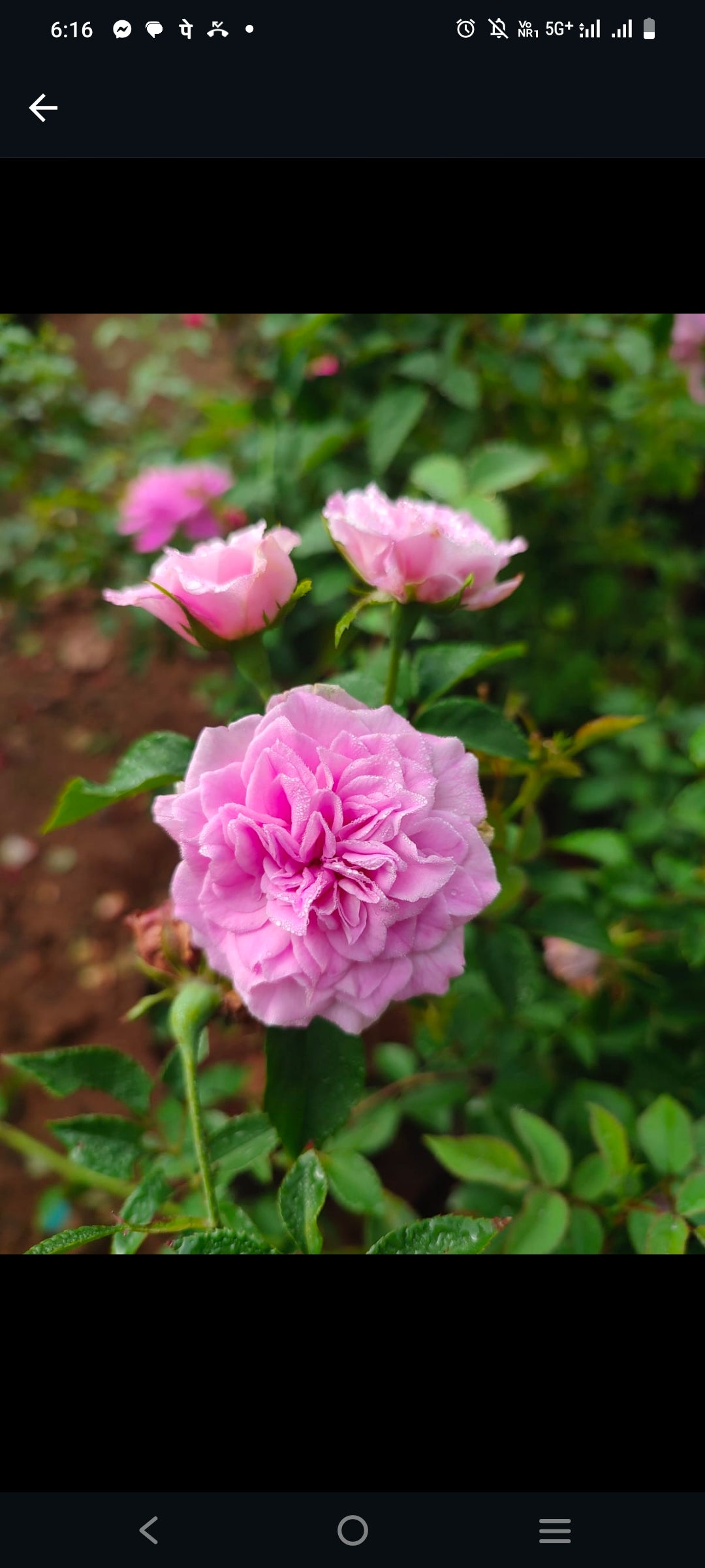 Mini Button Panneer Rose Plant