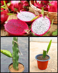 99rs Dragon fruit 2 plant
