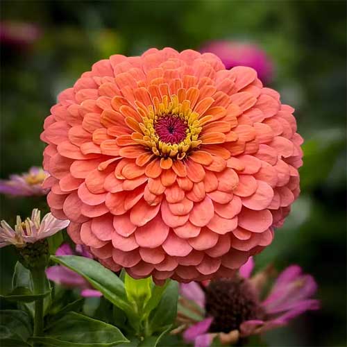 Zinnia eldorado