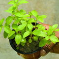 Mint Thulasi Plant