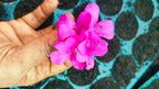 December 10 Colour combo Flowering Plant