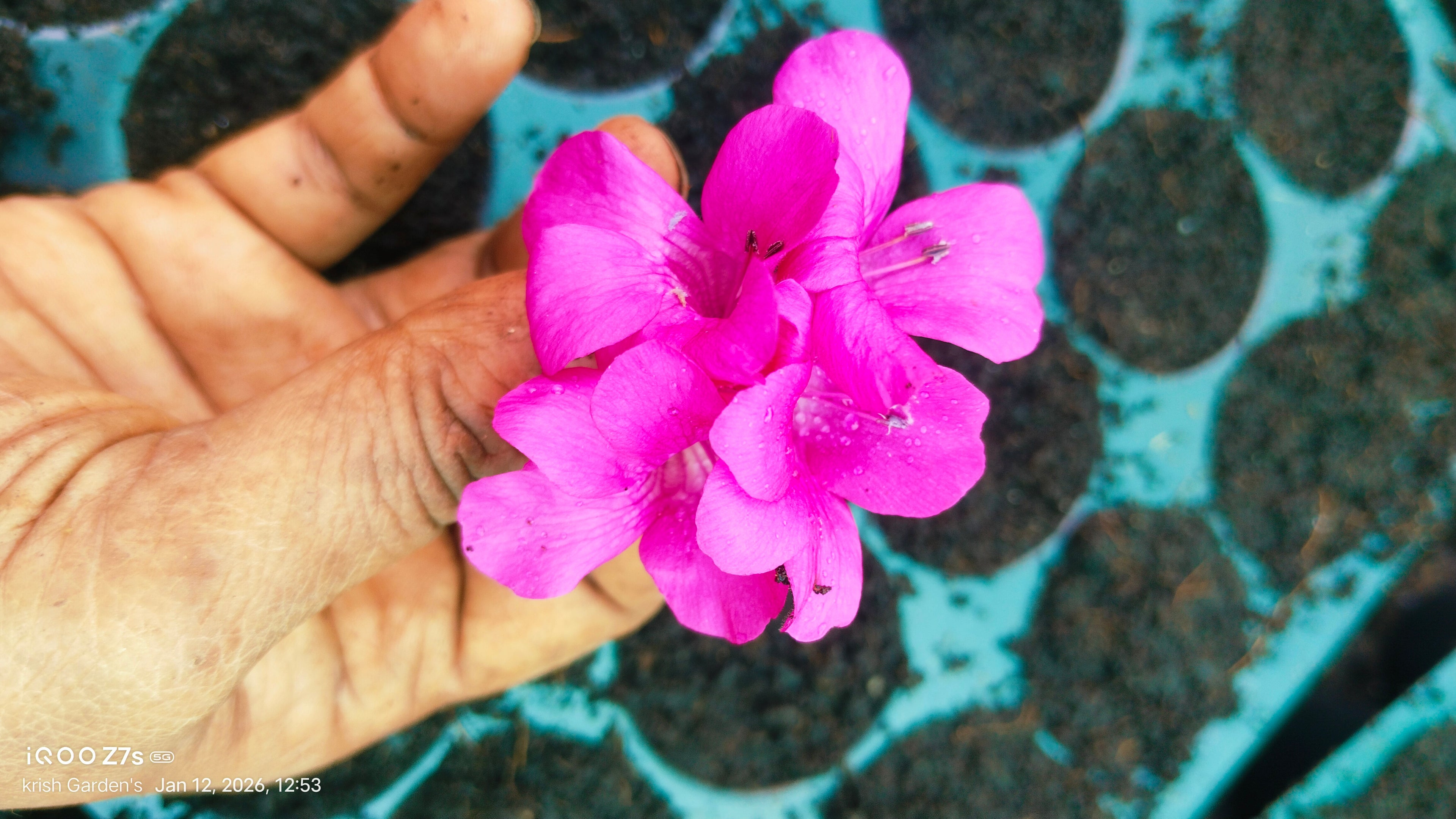 December 10 Colour combo Flowering Plant