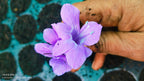 December 10 Colour combo Flowering Plant