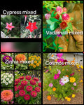 99 rs flower seeds combo