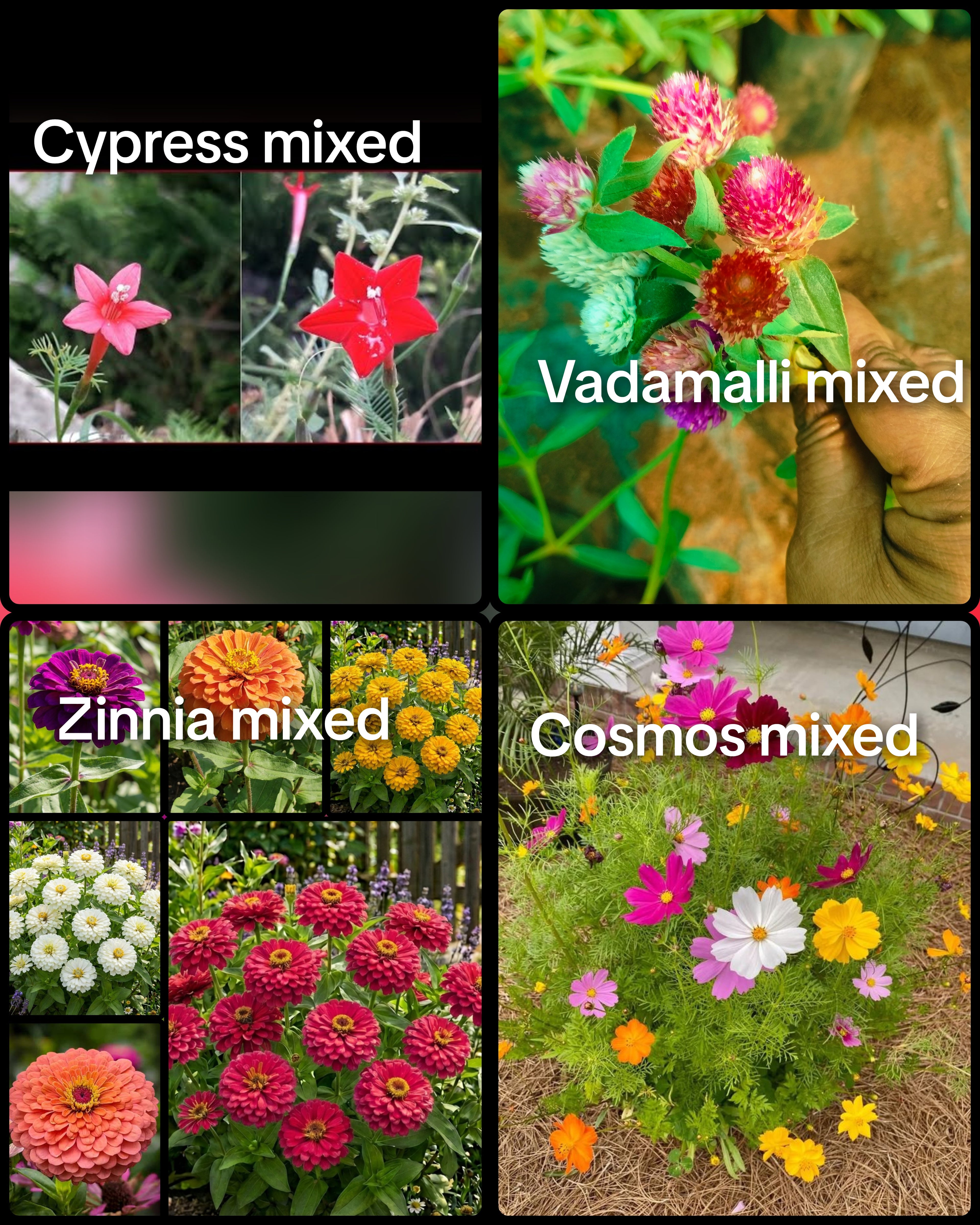 99 rs flower seeds combo
