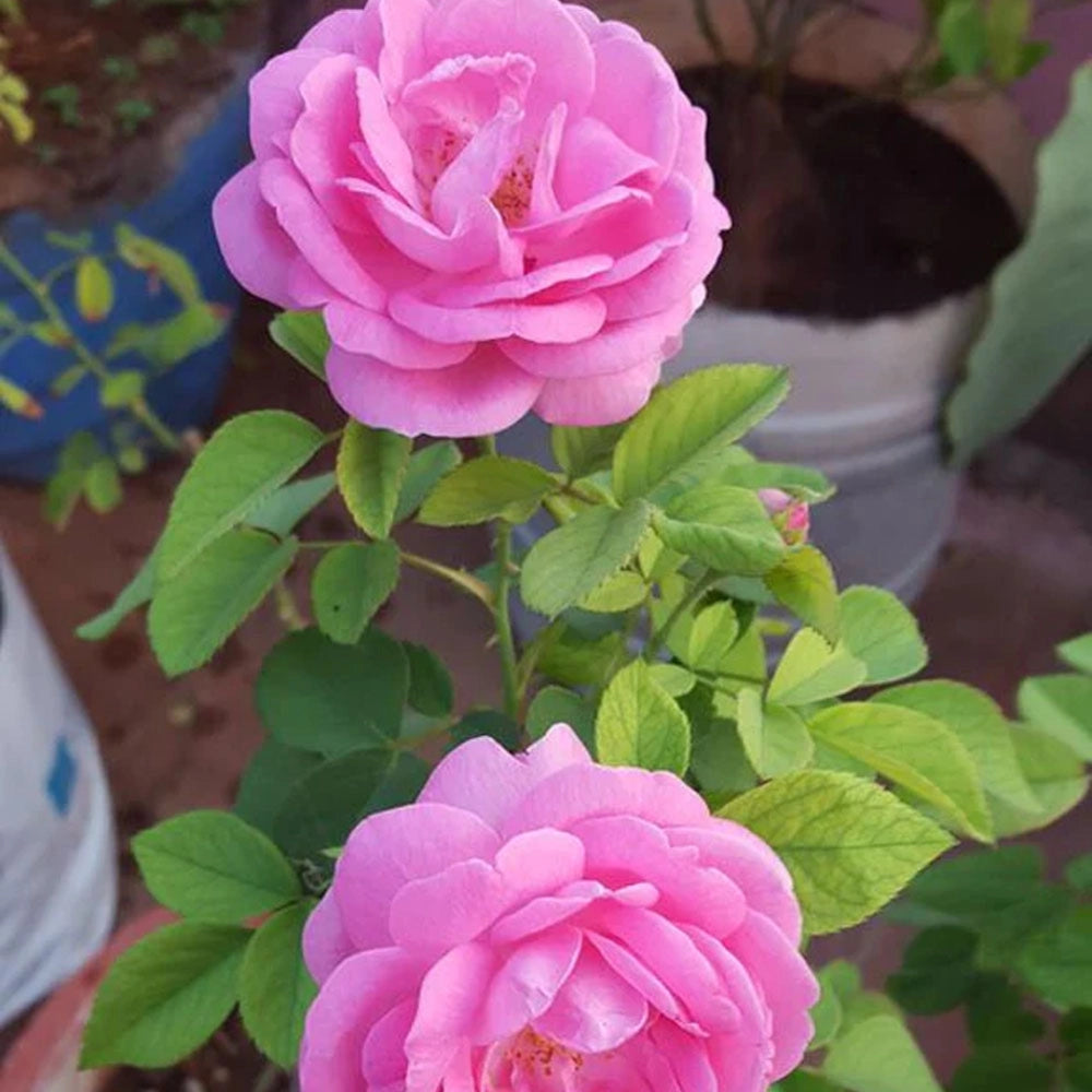 Panneer Rose Plant – 5KG Bag