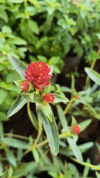2colour vadamalli plant combo