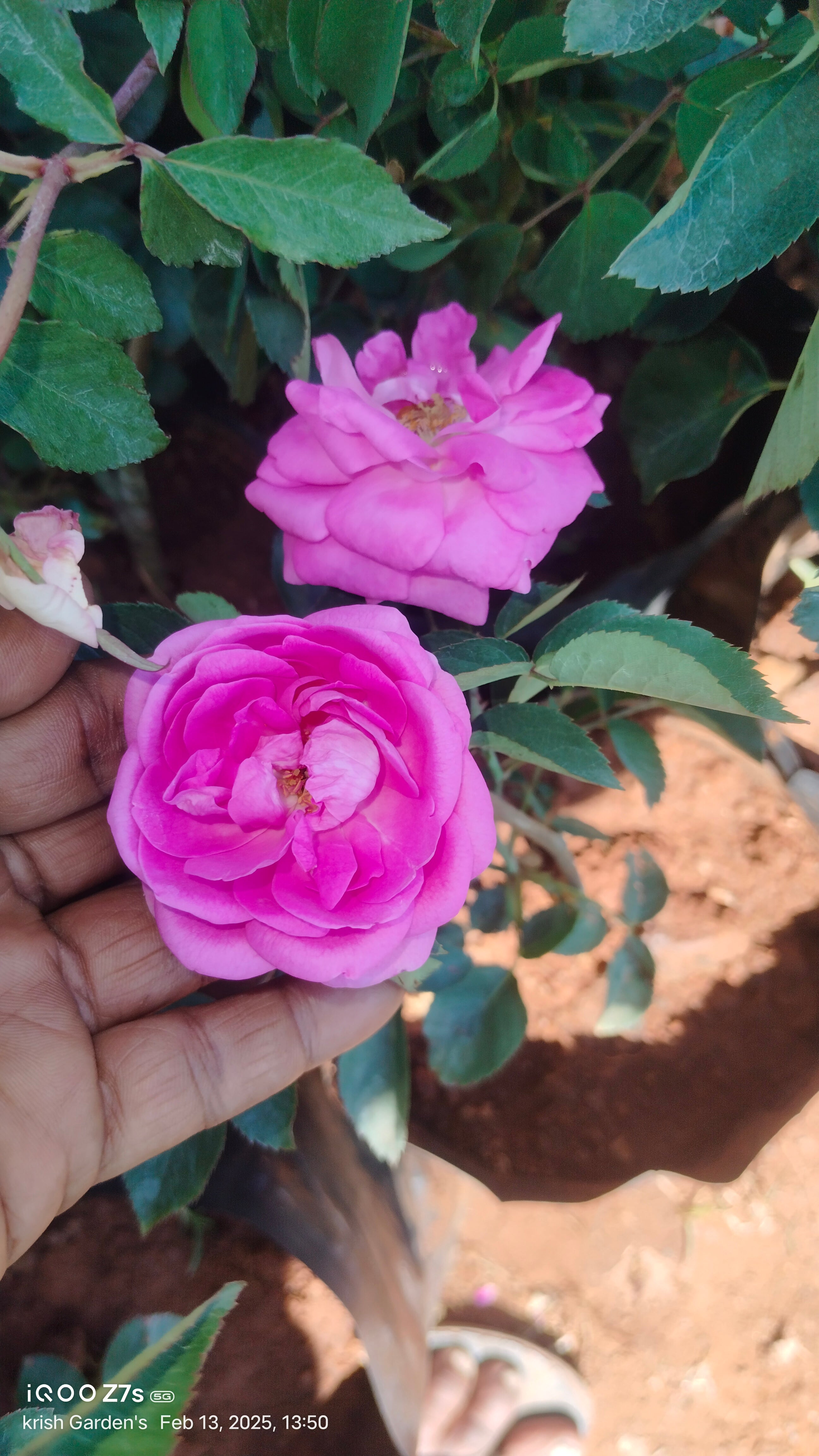 Panneer Rose Plant – 5KG Bag