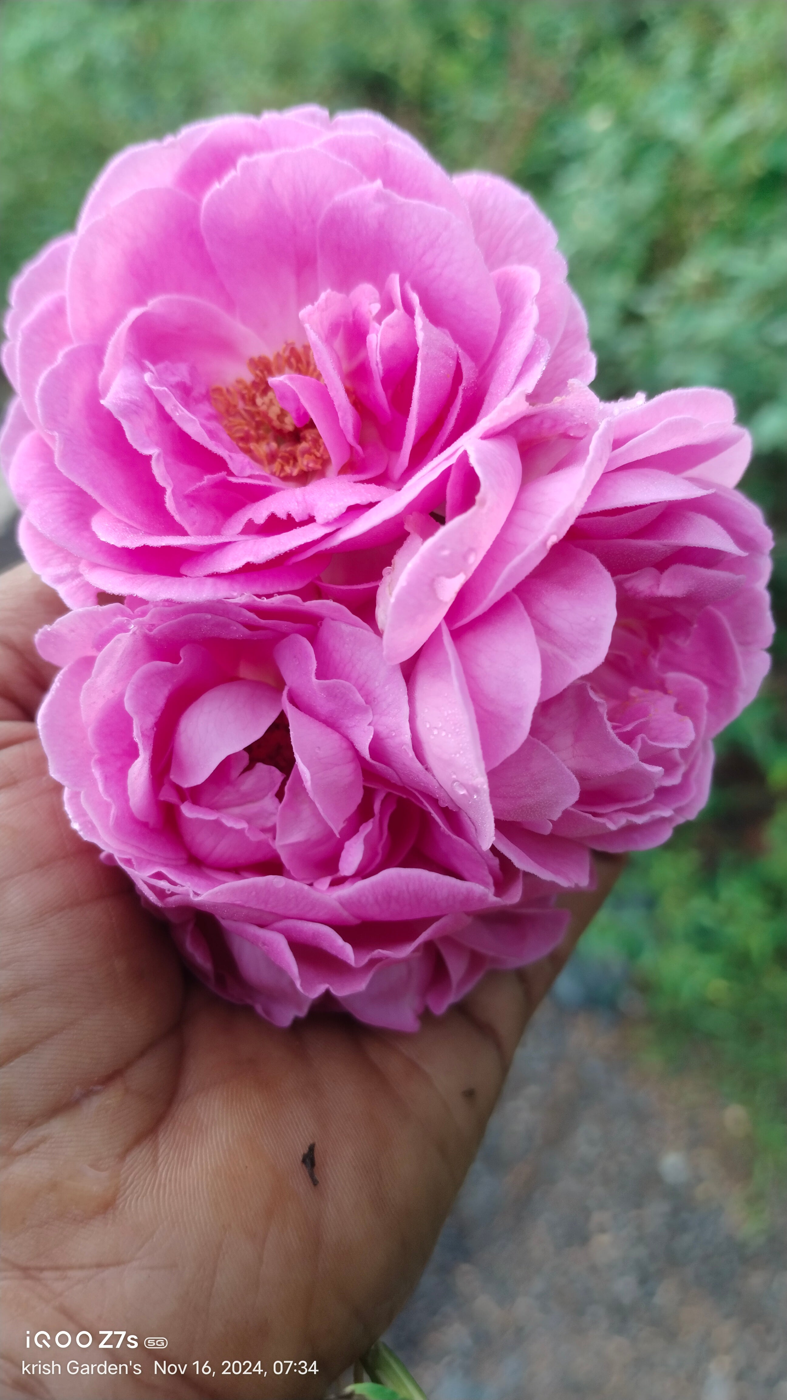 Panneer Rose Plant – 5KG Bag