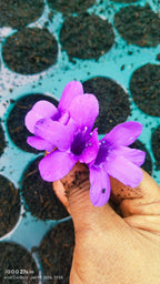 December 10 Colour combo Flowering Plant