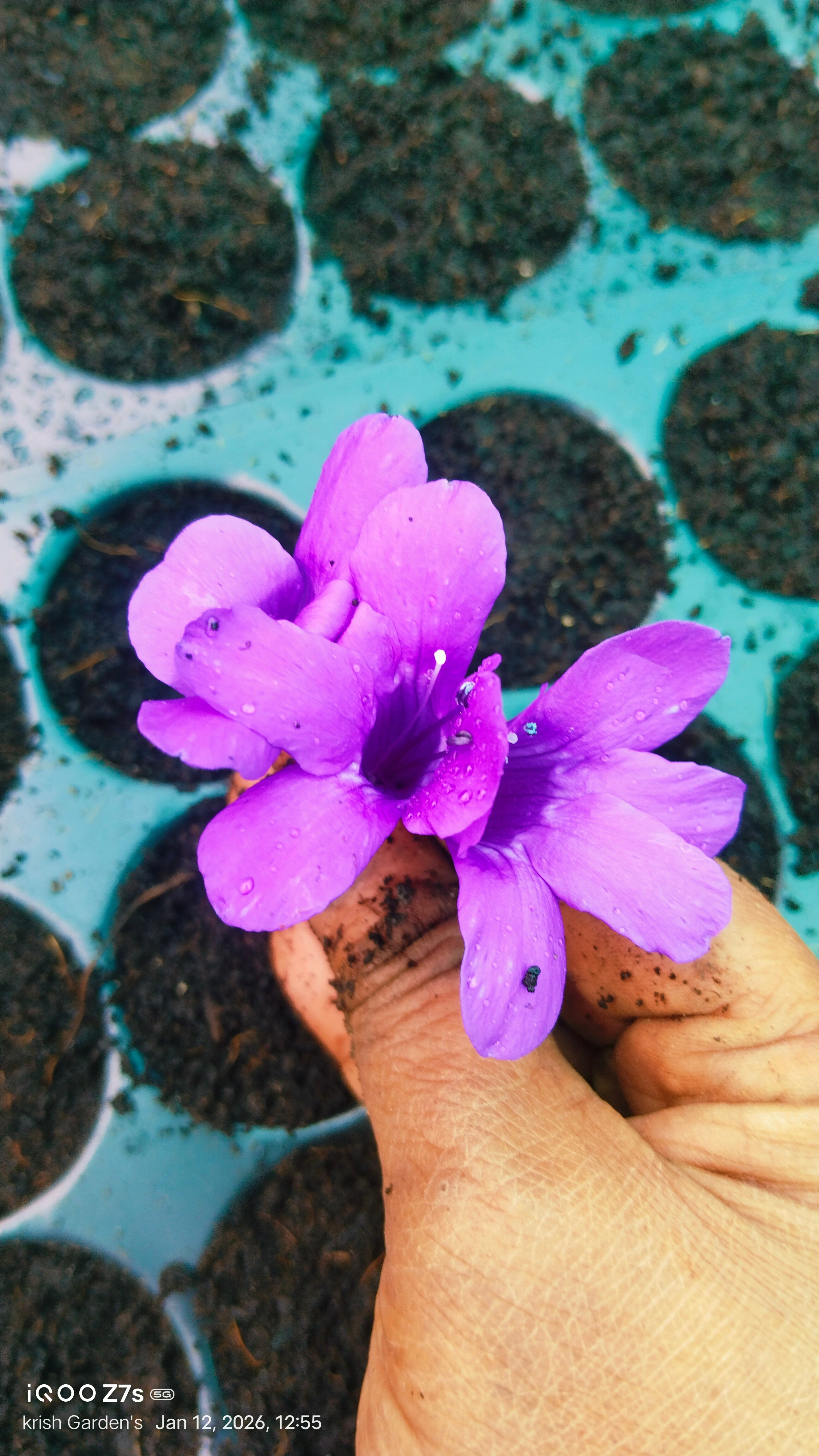 December 10 Colour combo Flowering Plant