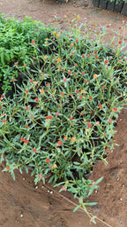 2colour vadamalli plant combo