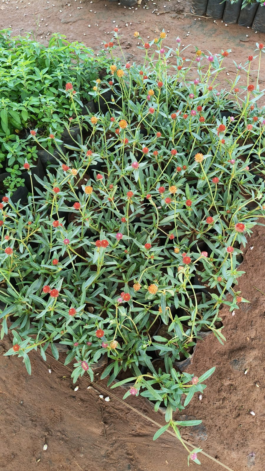 2colour vadamalli plant combo