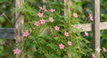 Cypress pink
