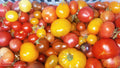 50 variety mixed tomato seeds
