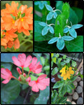 Kanagambaram Plant – 4 Colour Combo
