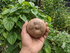 Air potato