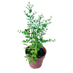 Madhulai Plant (Pomegranate)