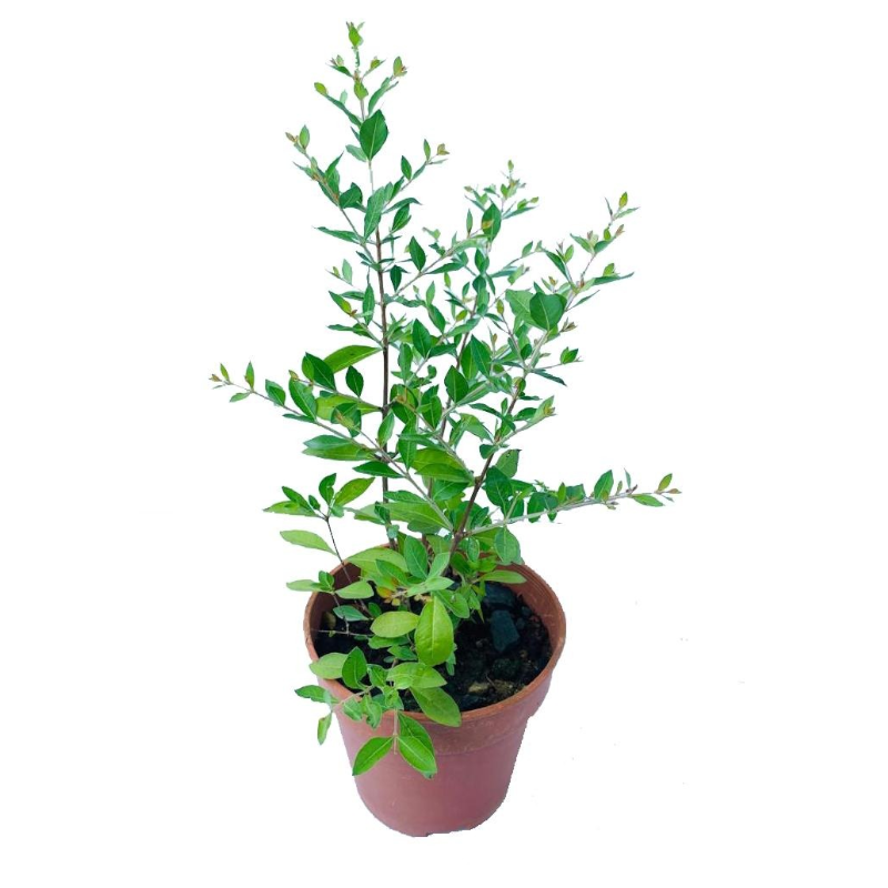 Madhulai Plant (Pomegranate)