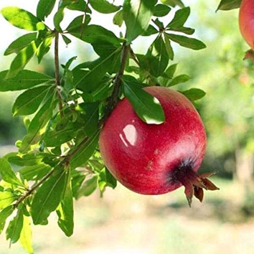 Madhulai Plant (Pomegranate)