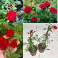 Climbing Rose Plant – Red