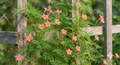 Cypress peach Pink