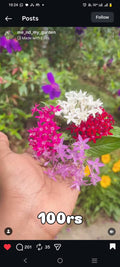 Pentas Plant (Star Flower)