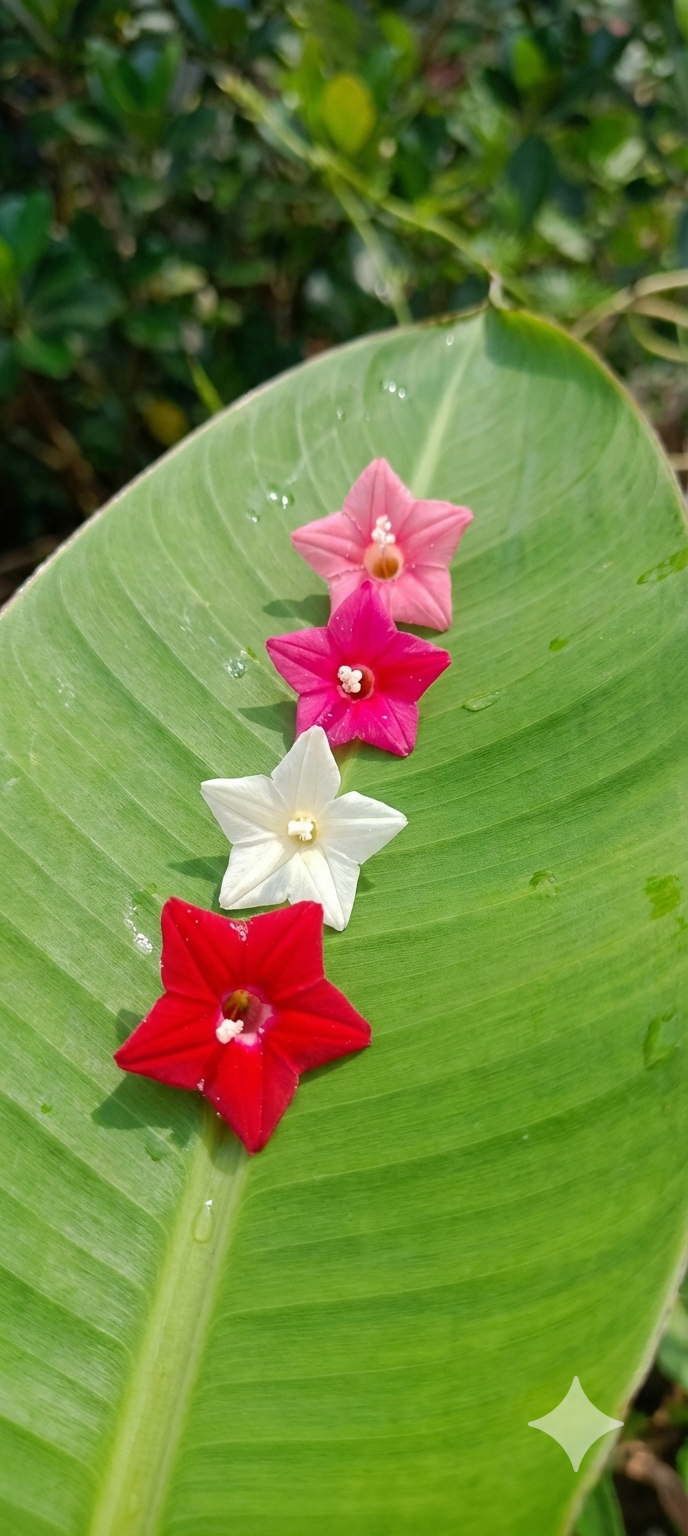 Cypress vine 4 colour mixed