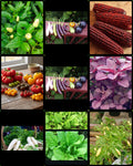 99rs 10 type vegetable seeds combo