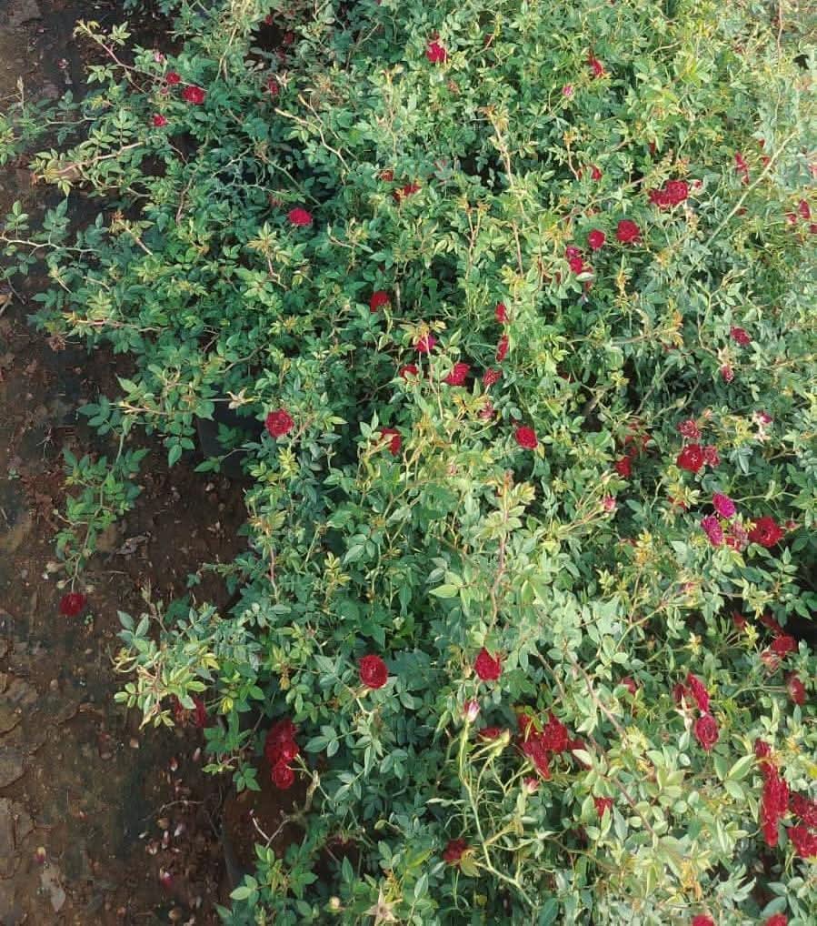 Climbing Rose Plant – Red