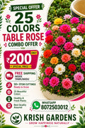 Table rose or pathumani flower