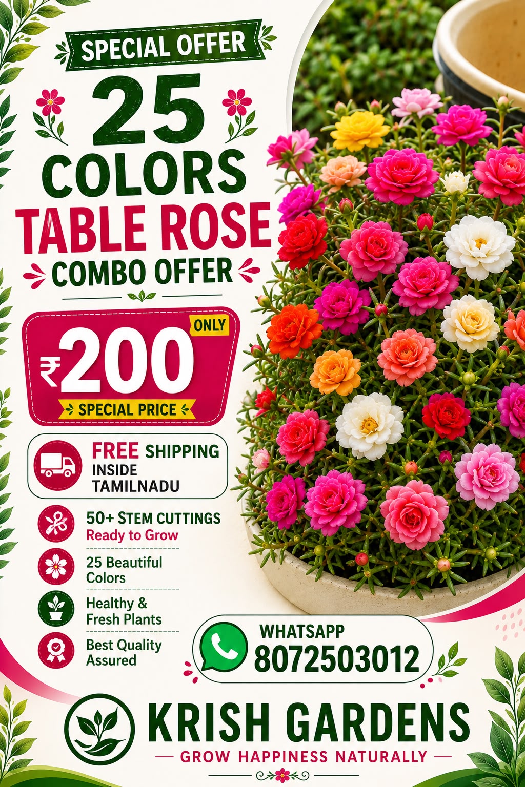 Table rose or pathumani flower