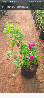 Mini Button Panneer Rose Plant
