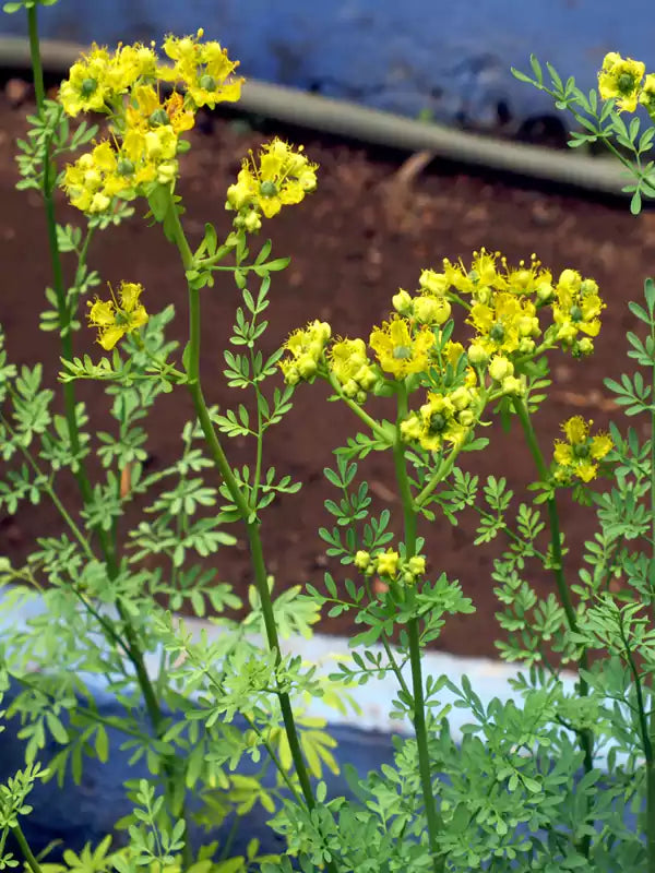 Nagathalli Plant