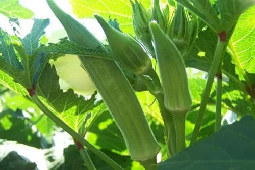 Ladies Finger Green (Okra) Seeds