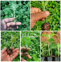 Pune Variety Sevanthi – 20 Combo Sapplings