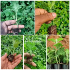 Pune Variety Sevanthi – 20 Combo Sapplings