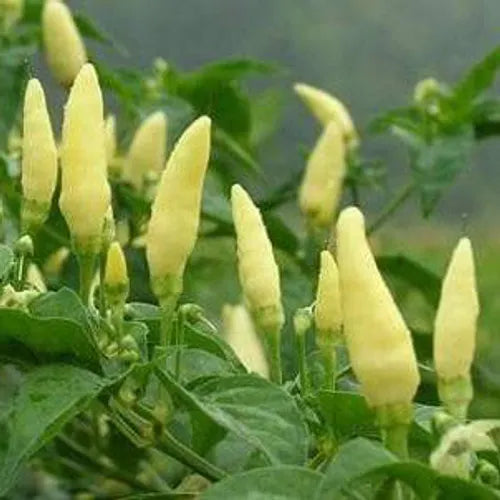 White Baskara Chillies