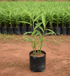 Sitharathai