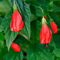 Milaga Sembaruthi Plant (Chilli Hibiscus)