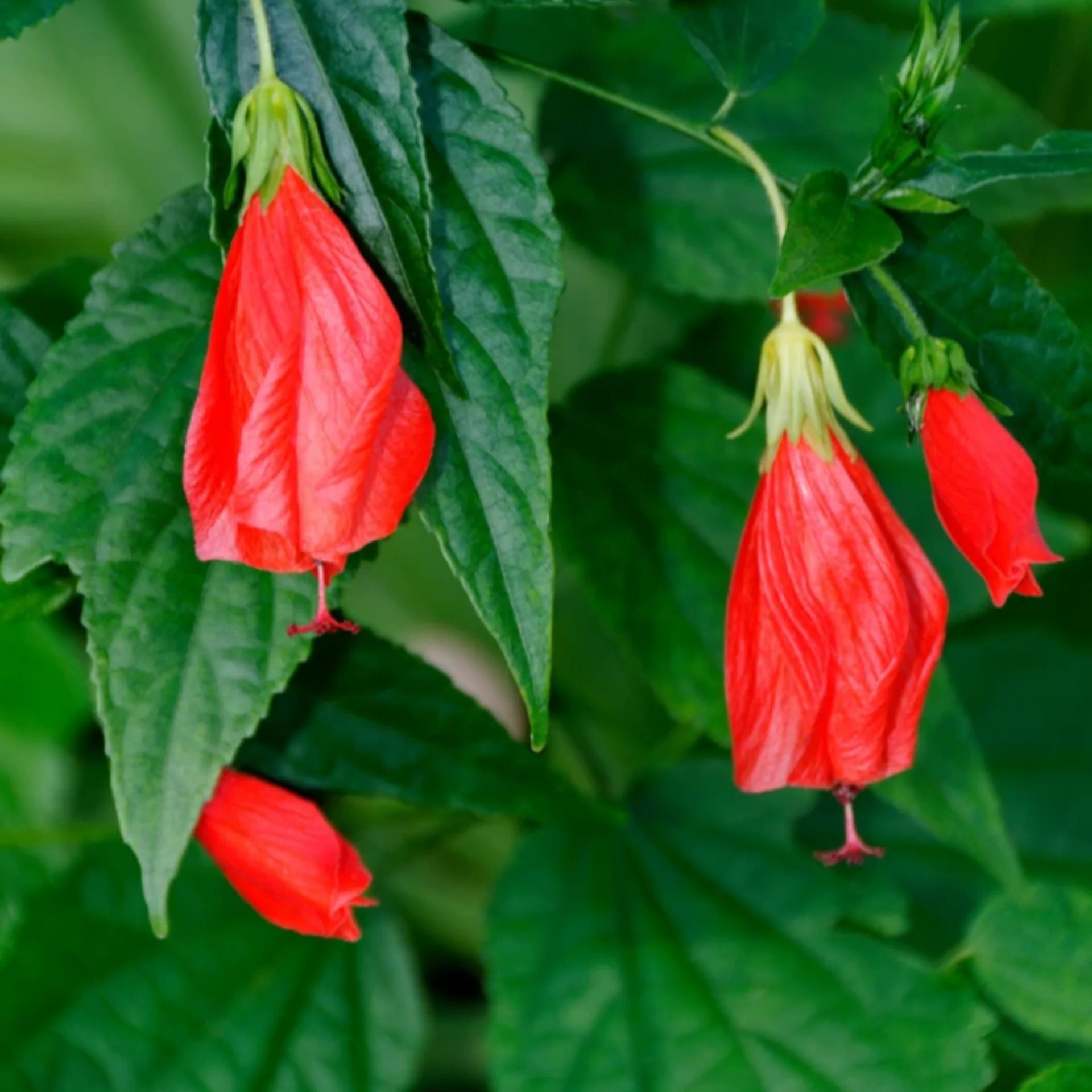Milaga Sembaruthi Plant (Chilli Hibiscus)