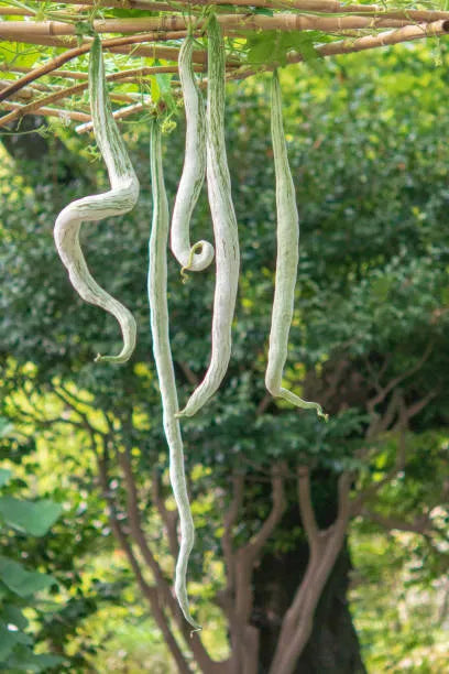 White Snakegourd Seeds