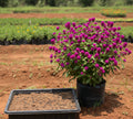 Vadamalli Dark Pink Seeds (Globe Amaranth)