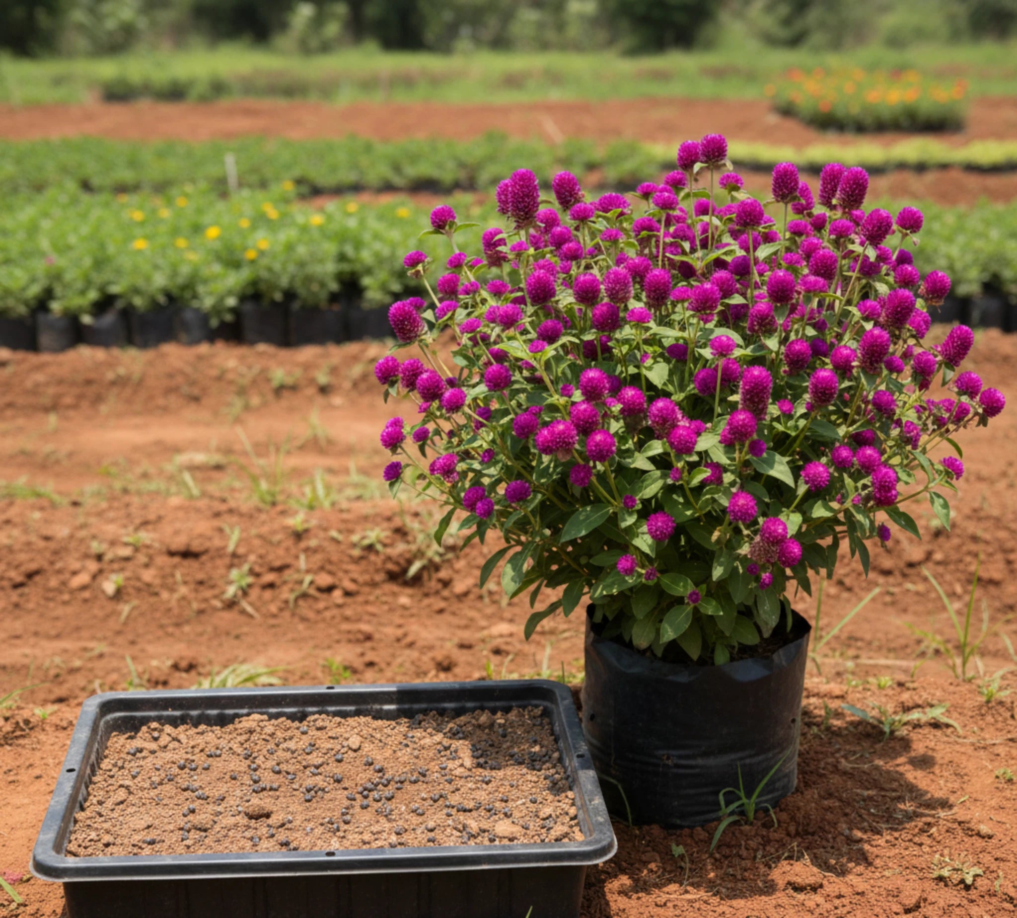 Vadamalli Dark Pink Seeds (Globe Amaranth)