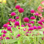 Vadamalli Baby Pink Seeds