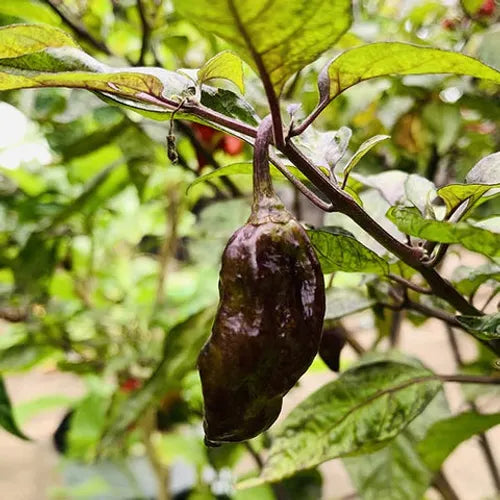 Violet Pearl Chilli Seeds